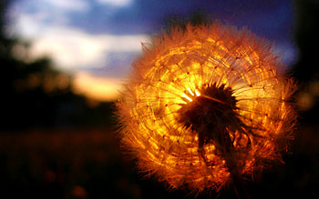 Dandelion Amazing Sunset, sunset, nature HD wallpaper