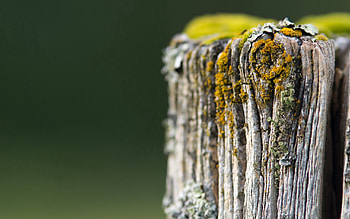 Grass, Macro, Moss, Stump HD wallpaper