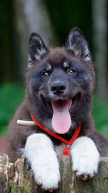 Animal, puppy HD phone wallpaper