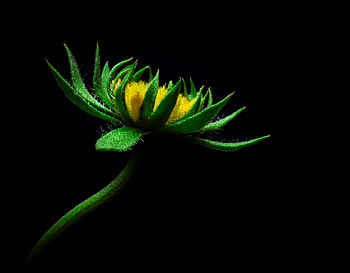Flowers, Flower, Sunflower, Artificial HD wallpaper
