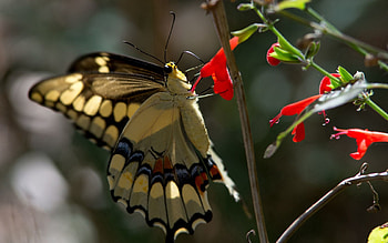 Flower, Plant, Macro, Butterfly HD wallpaper