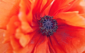 Flower, Macro, Petals, Stamens, Poppy HD wallpaper