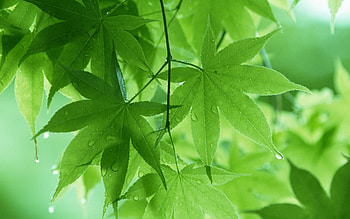 Green leaves inspiration, Leafy wonders, Nature in focus, Organic allure HD wallpaper