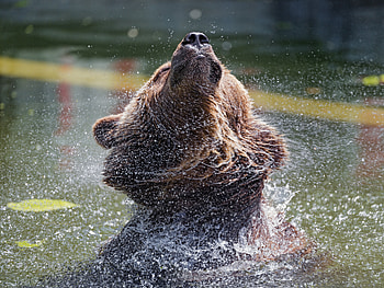 Animals, Water, Spray, Bear, Wildlife, Animal HD wallpaper