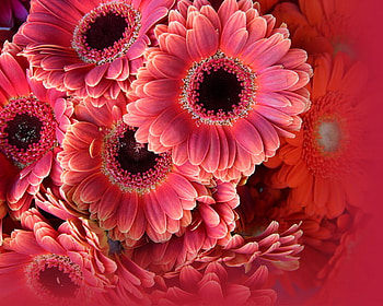 Grand gerbers, pink, black, red, gerbers, flowers, close up HD wallpaper