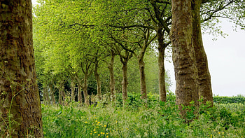 Nature, Trees, Grass, Summer, Field, Handsomely, It's Beautiful HD wallpaper
