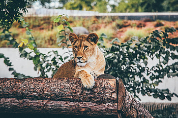 Lioness, animal, feline, cat HD wallpaper