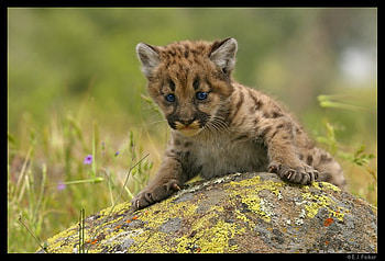 CUB, big cats, wildlife, cat, feline, wild HD wallpaper