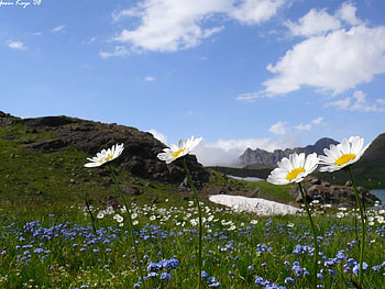 daisies and its friends, friends, daisies HD wallpaper