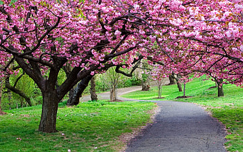 Nature, Flowers, Trees, Road, Path HD wallpaper