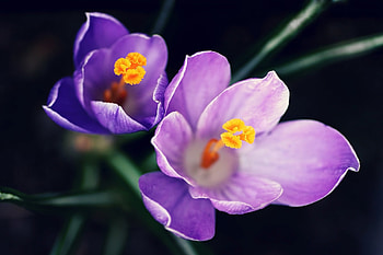 Flowers, Lilac, Close-Up, Pollen HD wallpaper