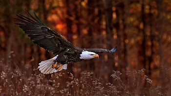 Bald Eagle Flight, eagle, birds HD wallpaper