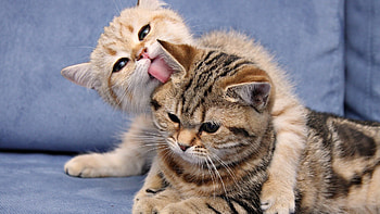 Animals, Cats HD wallpaper