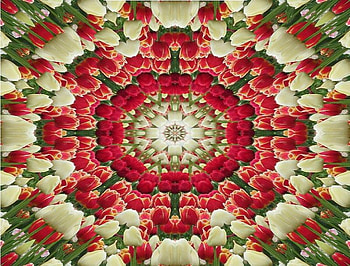 Kaleidoscope of White Tip Tulips, white, kaleidoscope, tulips, flower HD wallpaper
