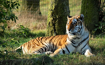 Tiger in the grass, Animals, Cat, Tiger, Grass HD wallpaper