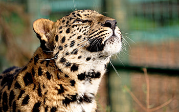 Animals, Leopard, Predator, Big Cat, Color HD wallpaper