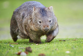 Elsie the wombat, Funny animal moments, RAnimalsBeingDerps HD wallpaper