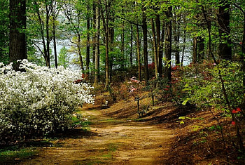 Down the Road I Go, trees, road, leaves, flowers HD wallpaper