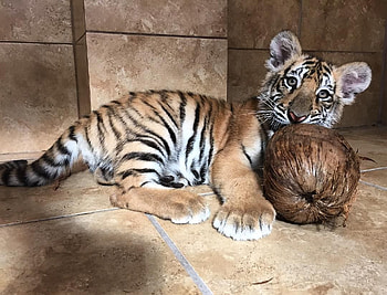 Tiger cub with a coconut 