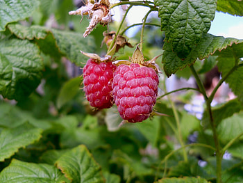 Food, Raspberry, Branch, Sweetness HD wallpaper