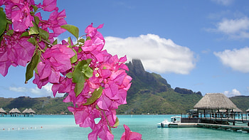 Plants, Landscape, Flowers, Sea HD wallpaper