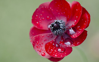 Flower, black, red, close-up, water drops, macro HD wallpaper