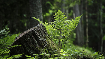 Closeup View Of Fern Leaves Grass Tree Trunk In Blur Forest Background Nature HD wallpaper