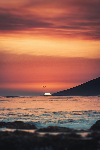 Nature, Sunset, Sea, Waves, Horizon, Bird HD phone wallpaper