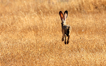 Animals, Grass, Summer, Field, Meadow, Hare HD wallpaper