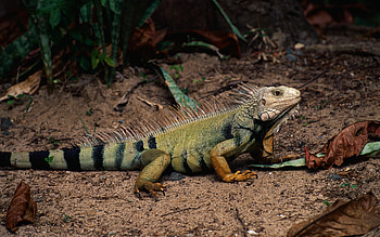 140 iguana , Background HD wallpaper