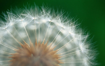 Macro, Dandelion, Fluff, Fuzz, Seeds, Seed HD wallpaper