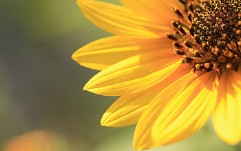 The flower of the sun, colours, nature, flowers, nice HD wallpaper