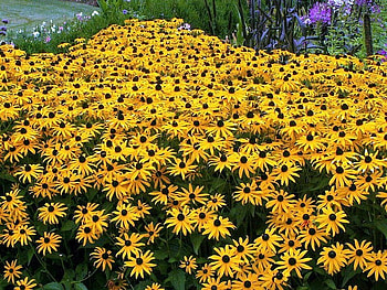 BLACK EYES, black, eye, susans, flower HD wallpaper