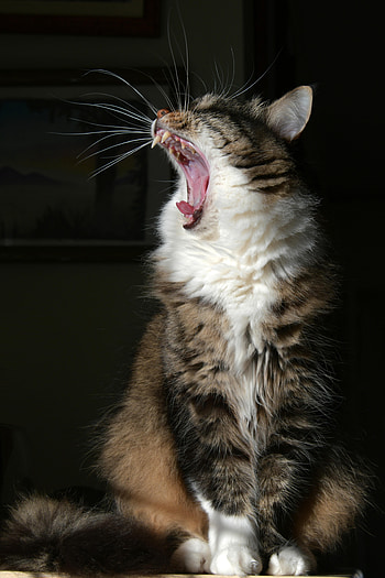 Animals, Cat, Fluffy, Fangs, Mustache, Moustache, To Yawn, Yawn HD phone wallpaper