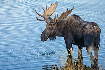 Powerful bull moose, Wildlife graphy, Amazing antlers, Stunning nature HD wallpaper