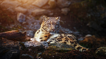 Snow Leopard , resolution, Wild animal portrait, Predatory gaze HD wallpaper