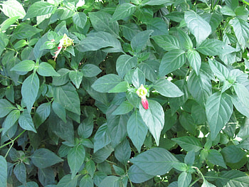 A fabulous day at Edmonton garden 01, Green, Leaves, graphy, yellow, red, Flowers HD wallpaper