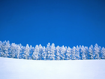 Winter, blue, white, snow, tree HD wallpaper