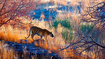 Tiger, art, animal, blue, tigru, orange HD wallpaper