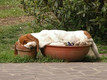 BASSET IN A BOWL, TUB, CUTE, DOG HD wallpaper