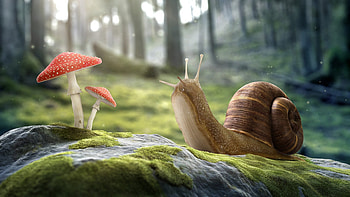 Brown Snail And Red Mushroom HD wallpaper