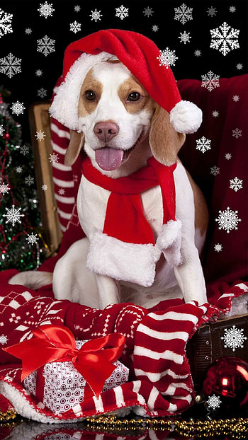Christmas dog, Festive , Holiday spirit HD phone wallpaper