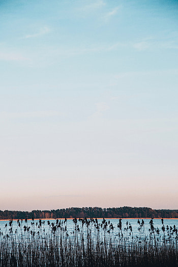 Nature, Trees, Horizon, Lake, Shore, Bank, Cane, Reed HD phone wallpaper