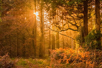 Serene autumn forest landscape with sunbeams streaming through golden-hued trees. HD wallpaper
