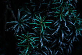 Nature, Leaves, Plant, Dark, Branches HD wallpaper