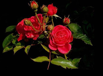 Red Rosebuds, red roses, rose buds, on black HD wallpaper
