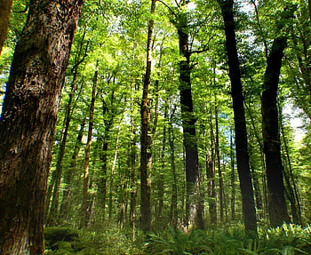 Forest of Trees, trees, trunks, forest, green HD wallpaper