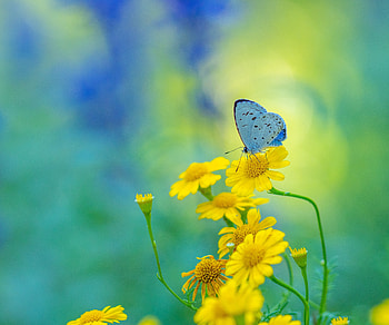 Animal, butterfly HD wallpaper