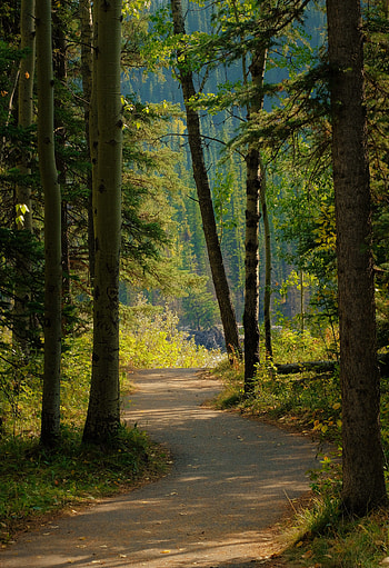 Nature, Road, Forest, Path HD phone wallpaper