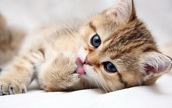 Animals, Cats HD wallpaper